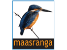 Logo del canal "Maasranga TV"